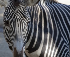 321-1760 San Diego Zoo - Grevy's Zebra